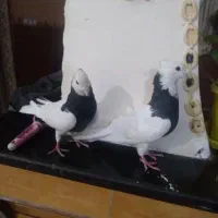 کبوترطوقی|پرنده|چرام, |دیوار