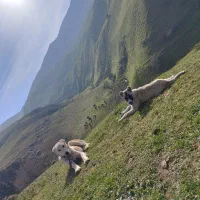 دو تا توله ناب