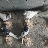 شهری بهبهانی|پرنده|شیراز, شهرک رضوان|دیوار