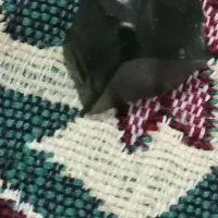 سنگ|جواهرات|زهک, |دیوار