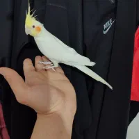 عروس هلندی نر دستی سخنگو معاوضه با قناری سرخ|پرنده|خرمآباد, |دیوار