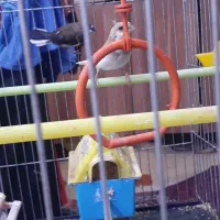 پرنده قناری ودوعدد فنچ تخمگزار