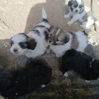 سگ نژاد شیتزو