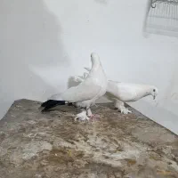 کبوتر سفید گلی|پرنده|شهرکرد, |دیوار