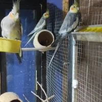 عروس طوطی سیامون جفت