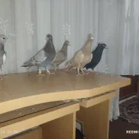 کفتر‌پرنده|پرنده|بشاریات, |دیوار