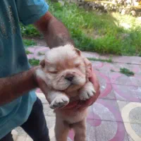 سگ چاو چاو|سگ|واجارگاه, |دیوار