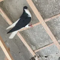 همه ماده طوقی نر