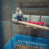 کوتوله برزیلی|پرنده|شیراز, شهرک مهرگان|دیوار