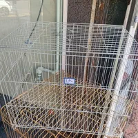 قفس پرنده|لوازم جانبی حیوانات|فردیس, سرحدی|دیوار