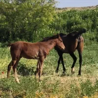 مادیان و نریان کورد اصیل کورد(حراج)|اسب و تجهیزات اسبسواری|سقز, |دیوار