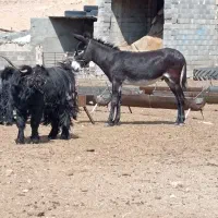 الغ نر