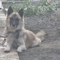 ژرمن سفید و طلایی بسیار اصیل|سگ|ماهدشت, |دیوار