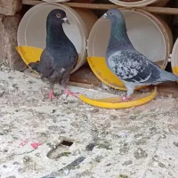 نر پلاکی