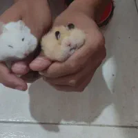 دوعددهمستر|موش و خرگوش|کرمان, |دیوار