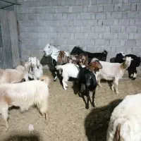 فروش بز و چپش پازن و بره غوچ و بره نر برای کشتار