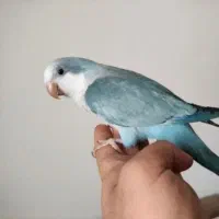 طوطی های بامزه زینتی راهب و غیره|پرنده|تهران, جیحون|دیوار