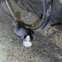 پلاکی ذات دار وطوقی|پرنده|بافق, |دیوار