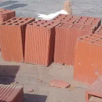 کبوتر ماده|پرنده|خاو و میرآباد, |دیوار