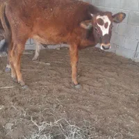 فروش گوساله
