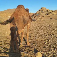 شتر نر محلی