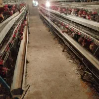 سالن پرورش مرغ تخمگذار|اجارهٔ دفتر صنعتی، کشاورزی، تجاری|فلاورجان, |دیوار