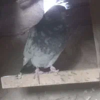 دونه ۱تومن ۶تا باهم فروخته میشه جداگانه دونه ۳تومن|پرنده|بهارستان, |دیوار