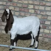 بزغاله سانن و پاکستانی