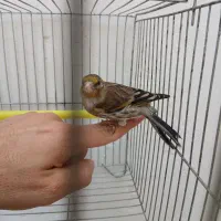 سهره قنار نر دستی