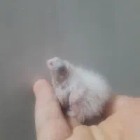 جوجه عروس هلندی دوکت آلبینو