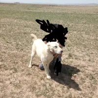 سگ مناسب برای گله