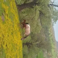 مادیان و کره