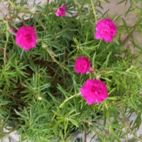 نازی رنگی مخلوط