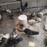 اردک روسی|حیوانات مزرعه|اصفهان, شفق|دیوار