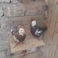 کفتر کل ماستی جفت نر سرخ دم سرور چندتا مقلوف|پرنده|قم, انصارالحسین|دیوار