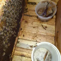 زنبورفشرده وسالم