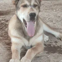 سگ افغانی|سگ|خوشاب, |دیوار