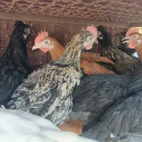 جوجه مرغ و خروس جهادی