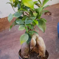 بونسای فیکوس رتوزا جینسیتگ