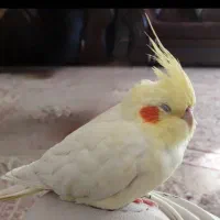 گمشده|حیوانات|شهرضا, |دیوار