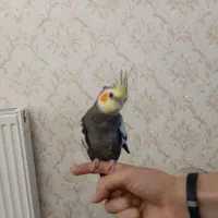 عروس هلندی نر