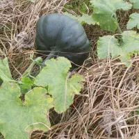 کدو خوراک دام