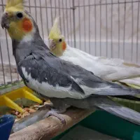 عروس هلندی جفت