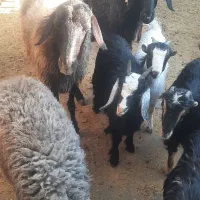 تعدادی بزغاله ماده ابستن|حیوانات مزرعه|ساوه, |دیوار