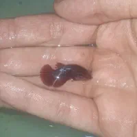 فایتر|ماهی|رشت, نظری|دیوار