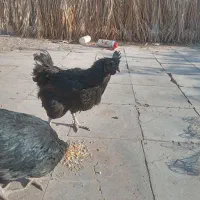 2عددمرغ ایام سمانی.تخم گذاز.