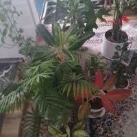 گلهای خوشگل و زیبا به دلیل کمبود جا