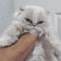 گربه پرشین واگذاری قبول می کنم