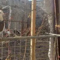 کبوتر|پرنده|بیستون, |دیوار