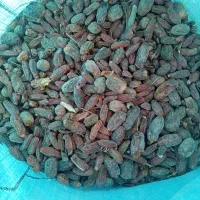 ضایعات خرما